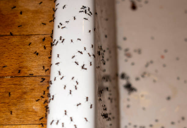 Best Termite Control Services  in Huntington Bay, NY